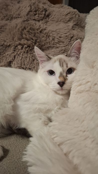 Gatinhos bebés para adopção