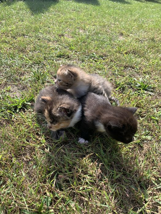 Кошенята, кошеня , котики