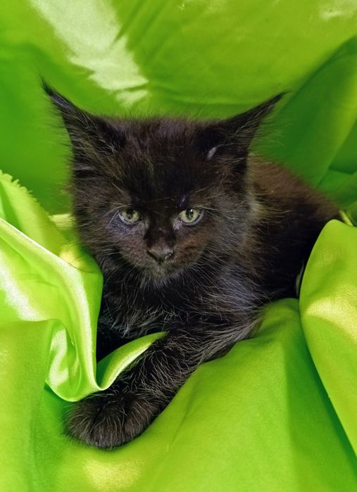 Шикарні кошенята Мейн Кун