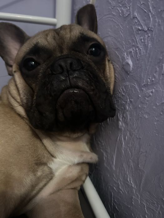 Bulldog francuski