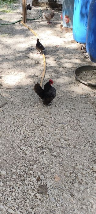 Vendo galo serama cinza