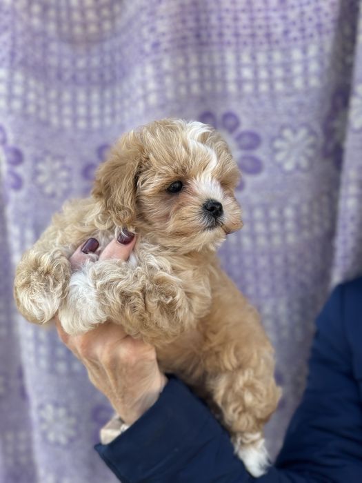 Міні хлопсик мальтіпу карамель