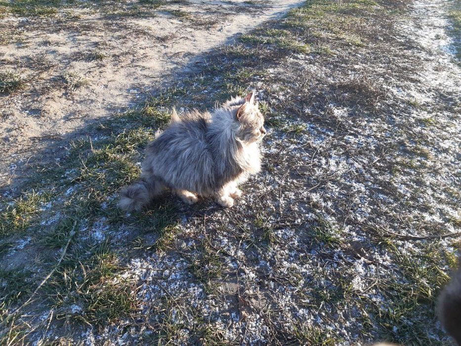 Котеня (Хлопчики/Дівчатка)