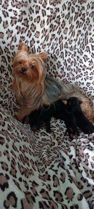 Гарненькі, Йорики хлопчики міні- бебі