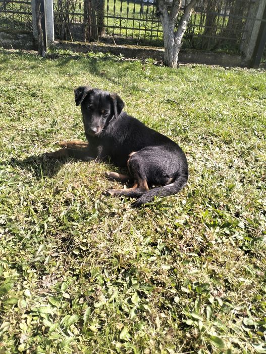 Oddam pieska w dobre ręce