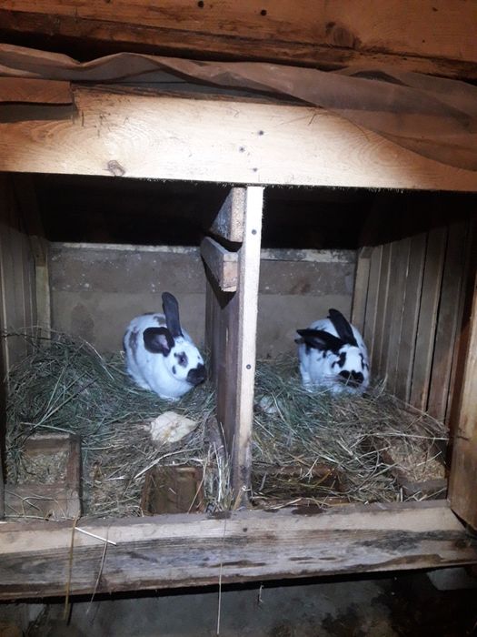 Króliki młode srokacze