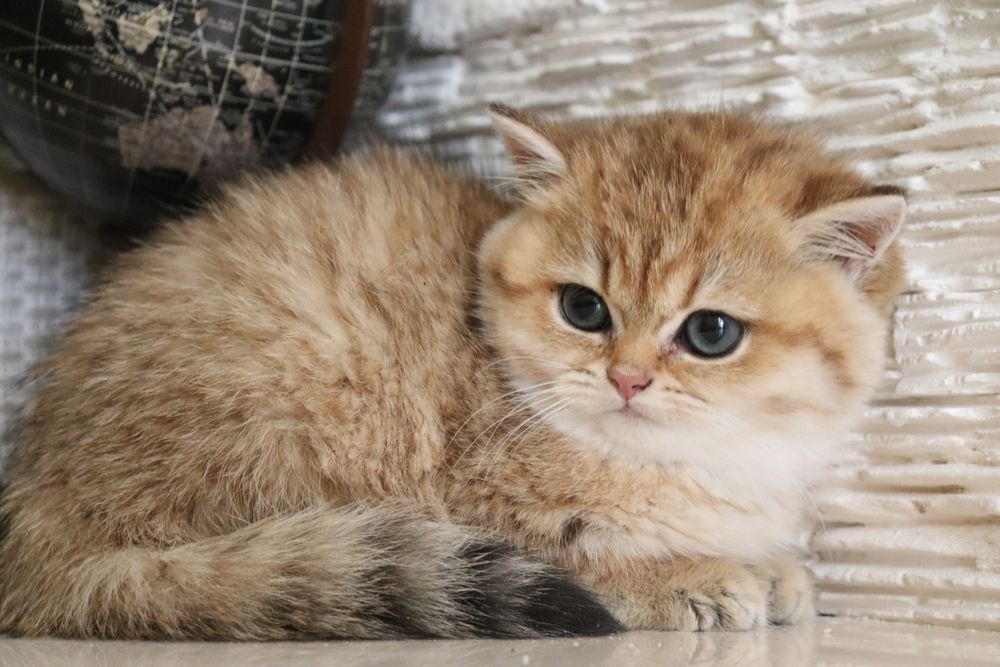 Золотая британская девочка