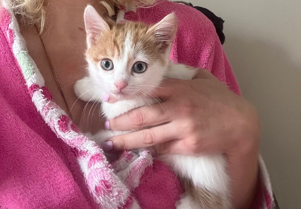 Віддам кошеня в добрі руки