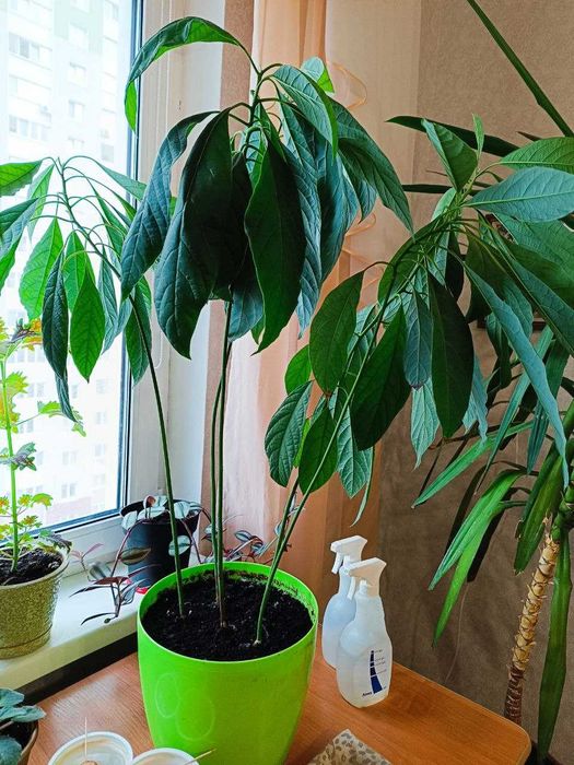 Продам авокадо з 5 та 4 дерев в одному горщику.