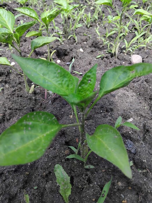 Sprzedam sadzonki papryki żółtej czerwonej i zielonej.