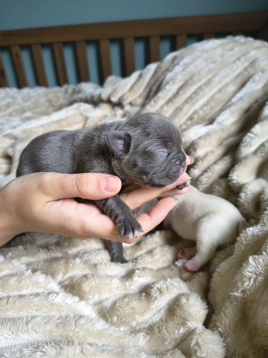 Buldog francuski umaszczenie lilac