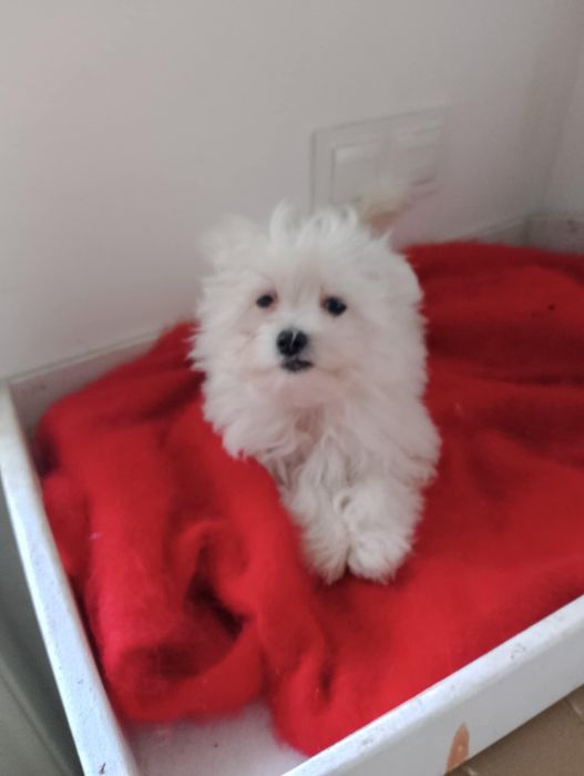 Maltańczyk szczeniak piesek