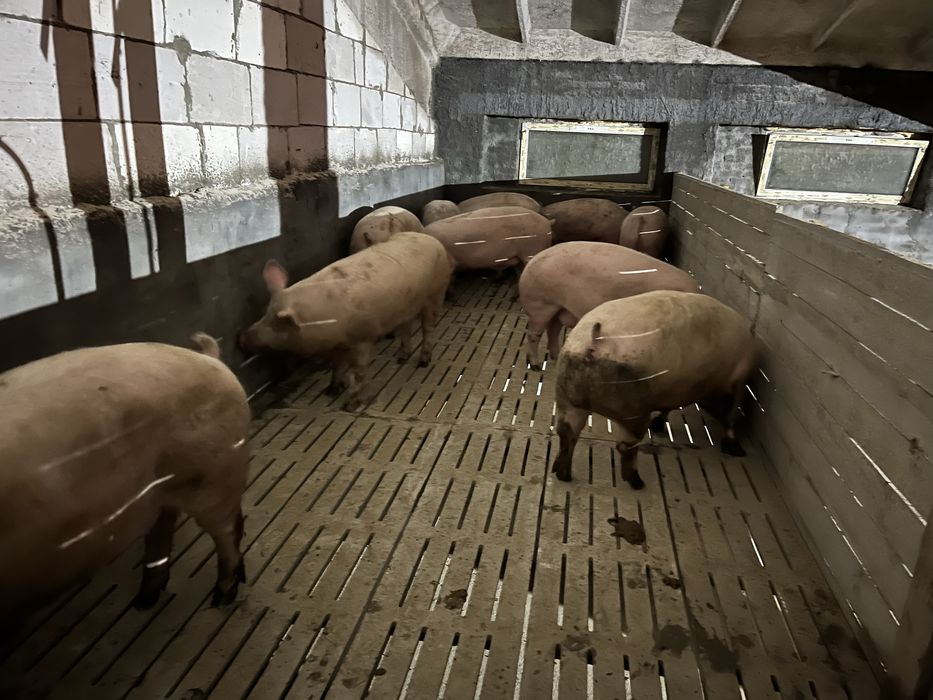 Свині 180-210 кг ціна договірна