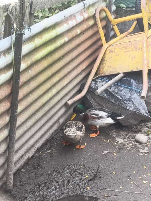 Vendo casal de patos real