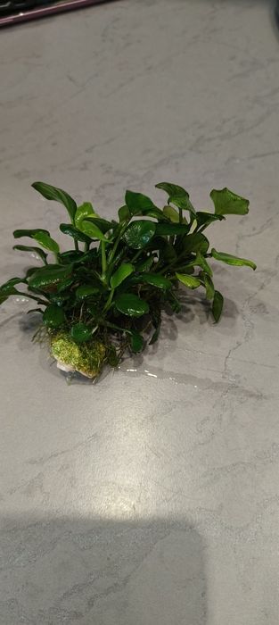 Anubias Petite - roślina akwariowa