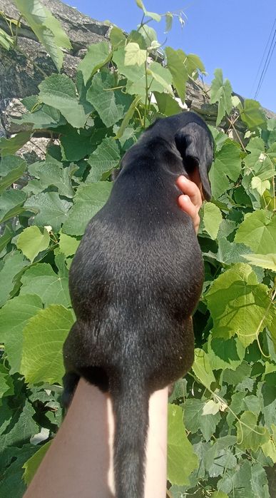 Неймовірна красуня кролячих такс