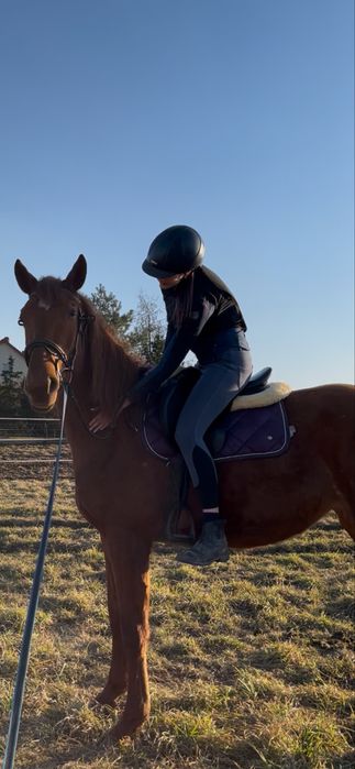 Sprzedam klacz wielkopolską