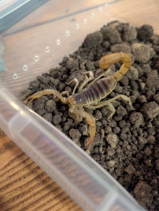 Duży skorpion pustynny Hadrurus arizonensis