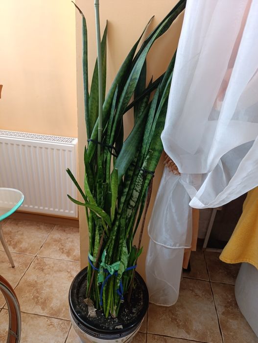 Срочно продам цветы