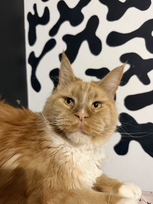 Kotka maine coon