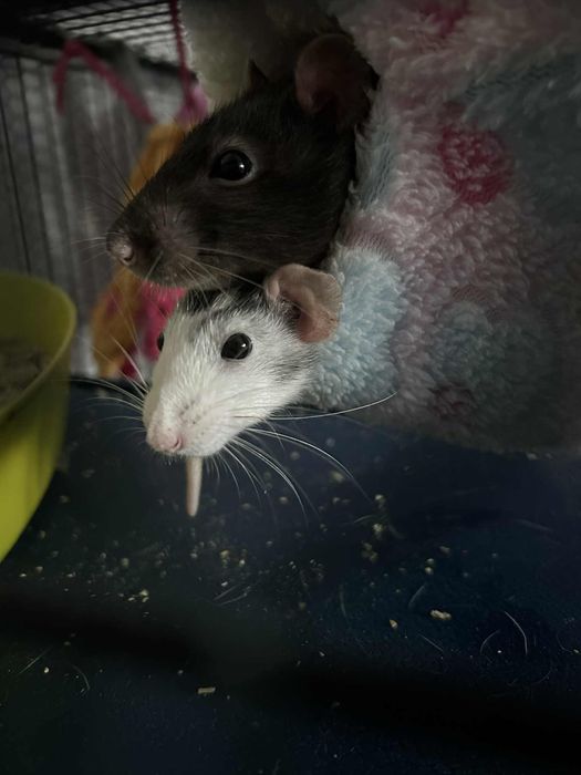 4 szczurki do adopcji
