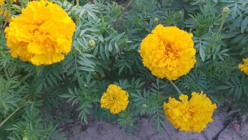 Kwiatki aksamitka nasiona 200g