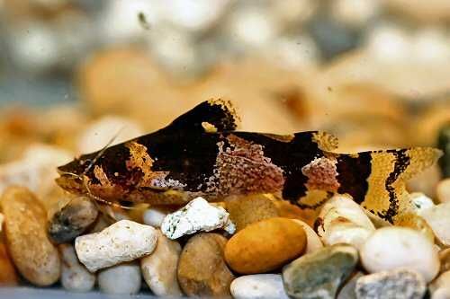 Microglanis iheringi Arlekinek wenezuelski tarlaki