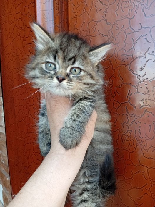 Котята Сибирские