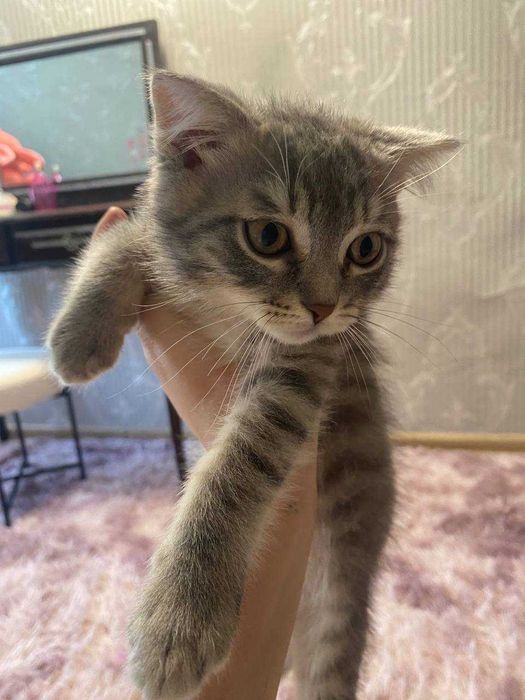 Віддам котика безкоштовно