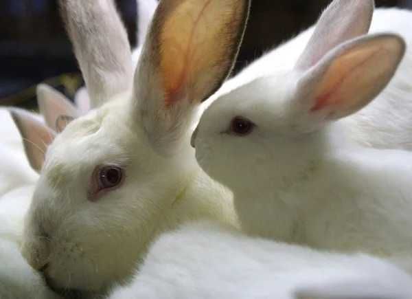 Pasza dla Królików Rabbit Progress Max 25 kg de Heus