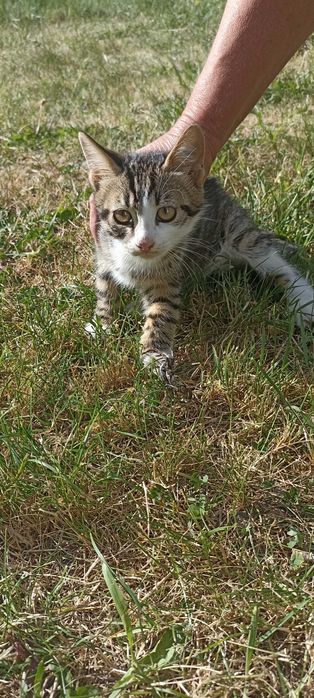 Віддам котиків в добрі руки