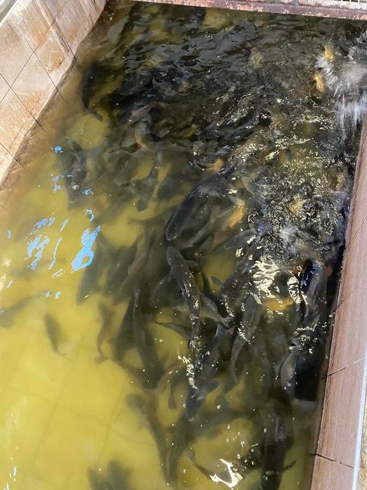 Sprzedaż karpia tołpygi amura