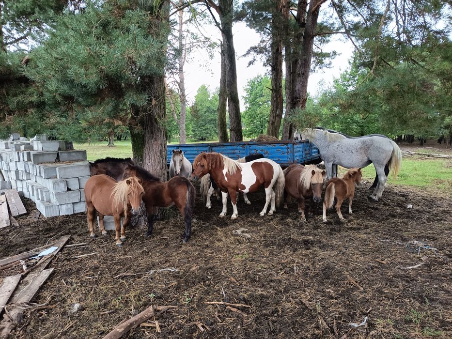 Sprzedam konie mlode