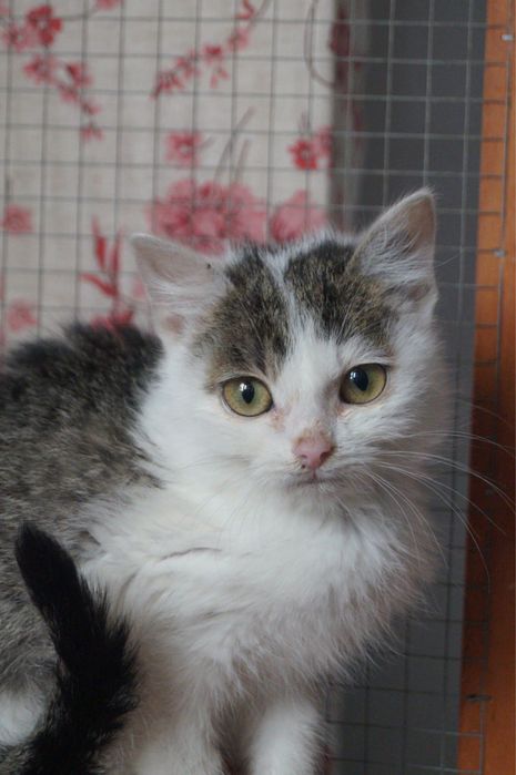 Mlode kotki w potrzebie/ rezerwacja