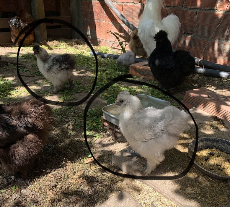 Sedosas de Japão,  com 2  meses