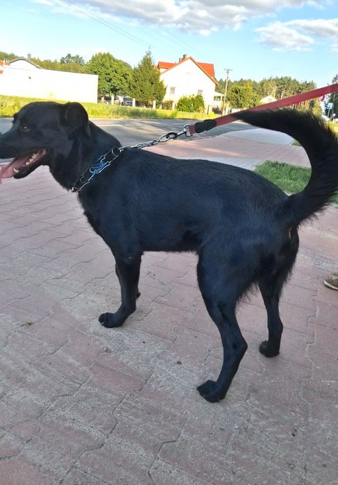 Oddam za darmo młody pies w typie labradora