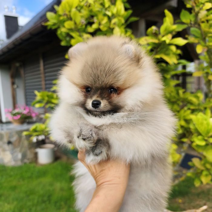 Pomeranian Szpic miniaturowy FCI ZKwP Oddział Szczecin