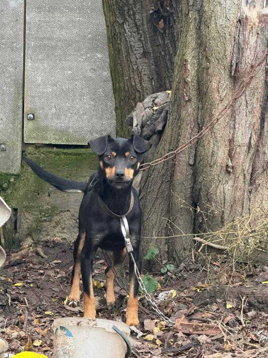 собачка у добрі руки