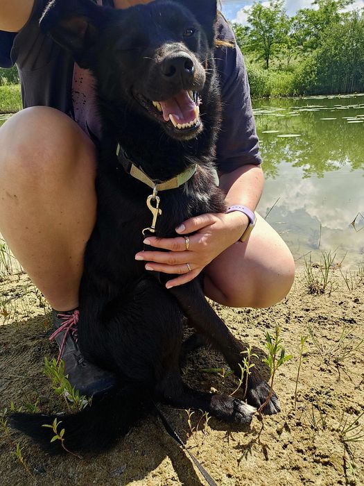 Onyx drobniutki i energiczny kochany psiak do adopcji