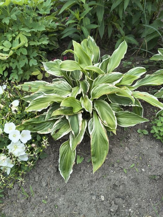 Hosta   sadzonki.