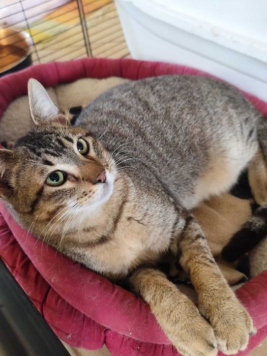 GATINHO ESPECIAL (Macho, 2 Anos) Para Adoção