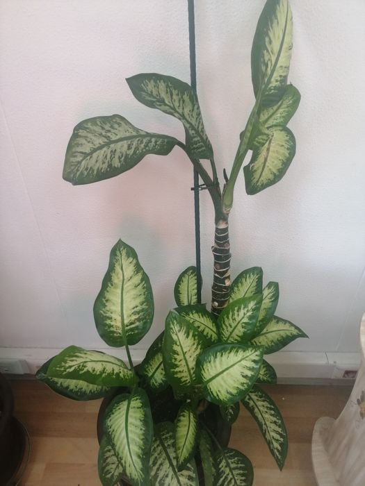 Comigo-ninguém-pode Dieffenbachia seguine,