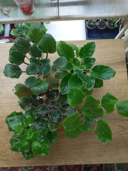 Фіалки сортові, набори