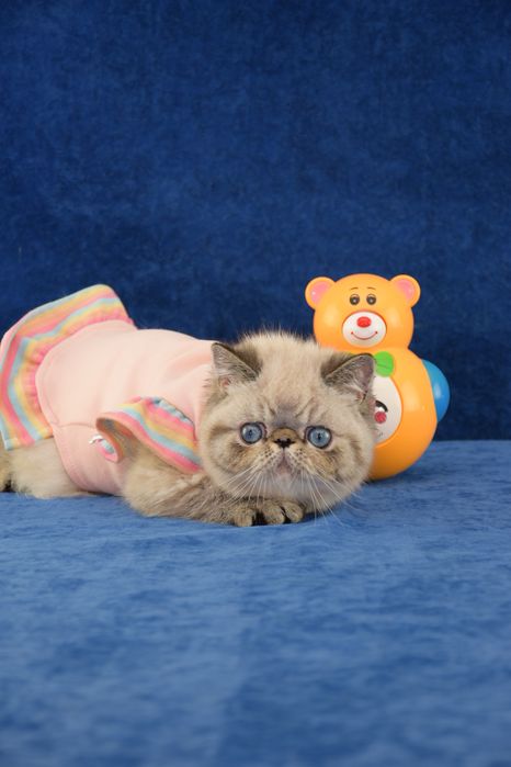 Кошеня з блакитними очима