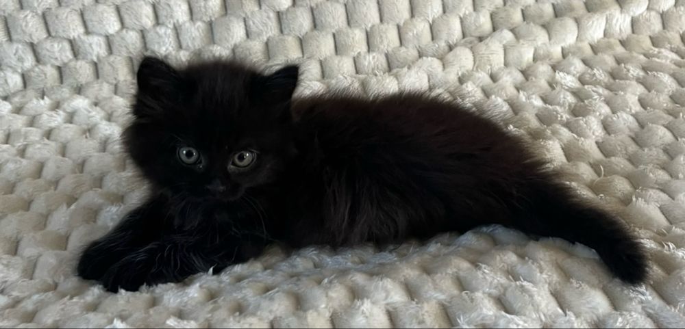 Кошеня безкоштовно