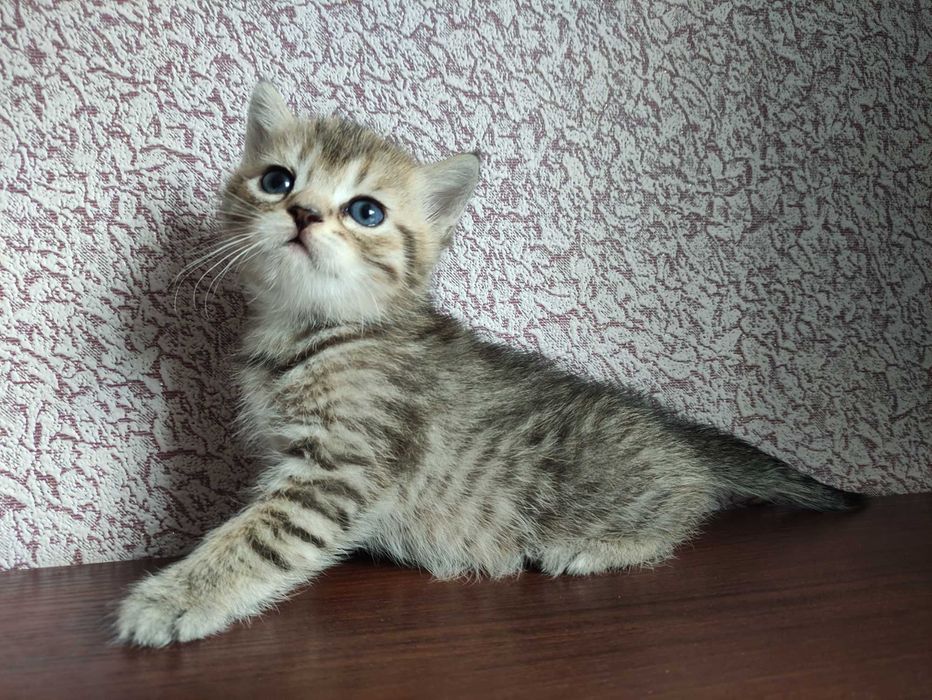 Шотландський красень
