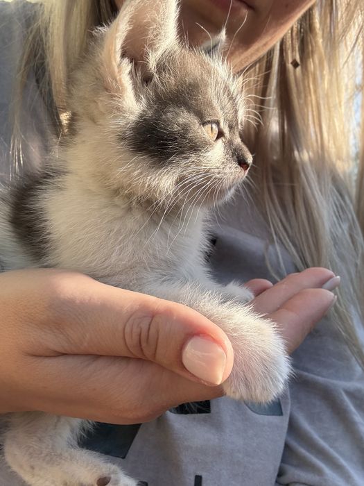 Кошенятка віддам