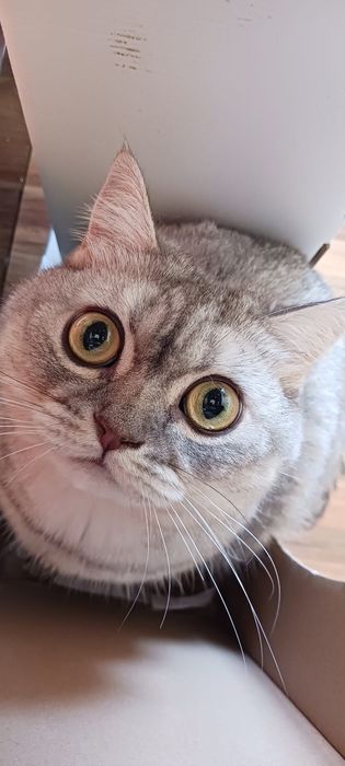 Neko Cat Sitting ( NÃO ACEITO PEDIDOS ENTRE 23 DE DEZEMBRO A 29)