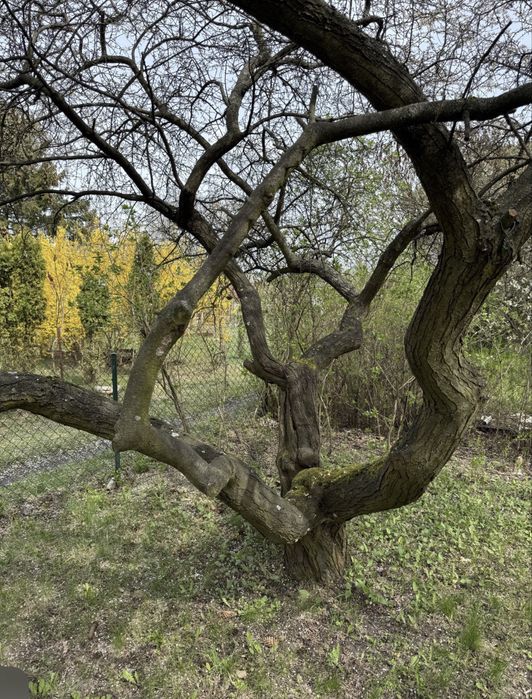 ROD, ogrodek działkowy Warszawa Wilanów, Sielanka - Widok 2