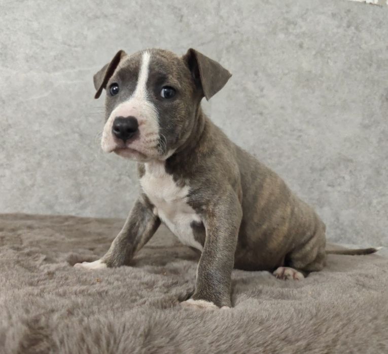 Urocza i rodzinna suczka amstaff!